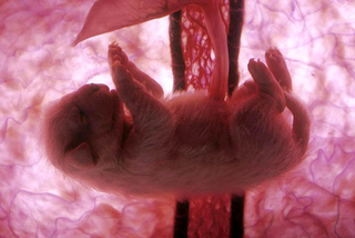 Illustration for article titled Rare In Utero Images Glimpse Animals Inside the Womb